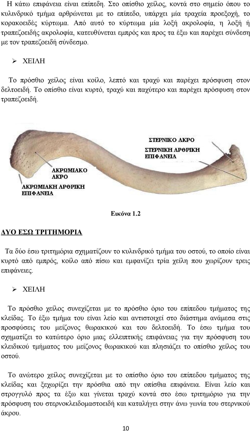 ΧΕΙΛΗ Το πρόσθιο χείλος είναι κοίλο, λεπτό και τραχύ και παρέχει πρόσφυση στον δελτοειδή. Το οπίσθιο είναι κυρτό, τραχύ και παχύτερο και παρέχει πρόσφυση στον τραπεζοειδή. Εικόνα 1.