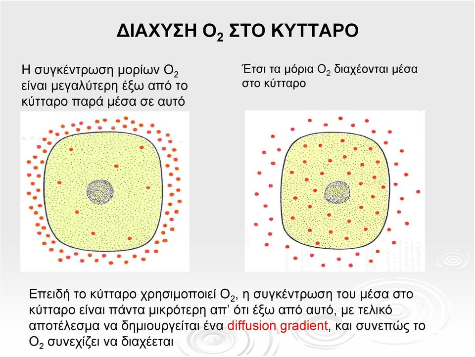 2, η συγκέντρωση του μέσα στο κύτταρο είναι πάντα μικρότερη απ ότι έξω από αυτό, με τελικό