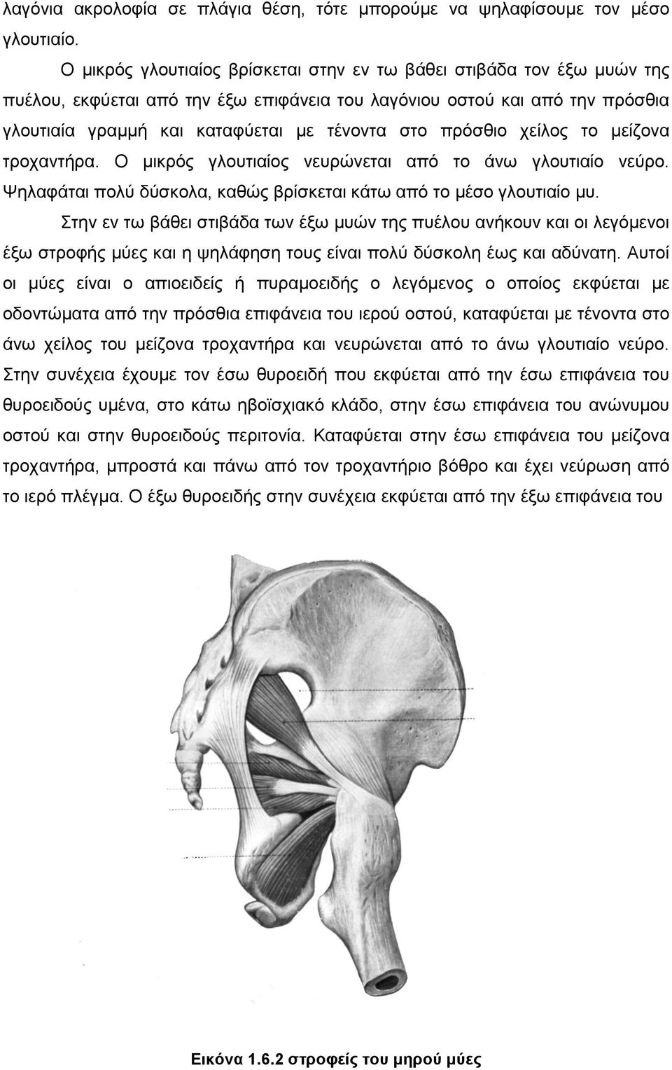 πρόσθιο χείλος το µείζονα τροχαντήρα. Ο µικρός γλουτιαίος νευρώνεται από το άνω γλουτιαίο νεύρο. Ψηλαφάται πολύ δύσκολα, καθώς βρίσκεται κάτω από το µέσο γλουτιαίο µυ.