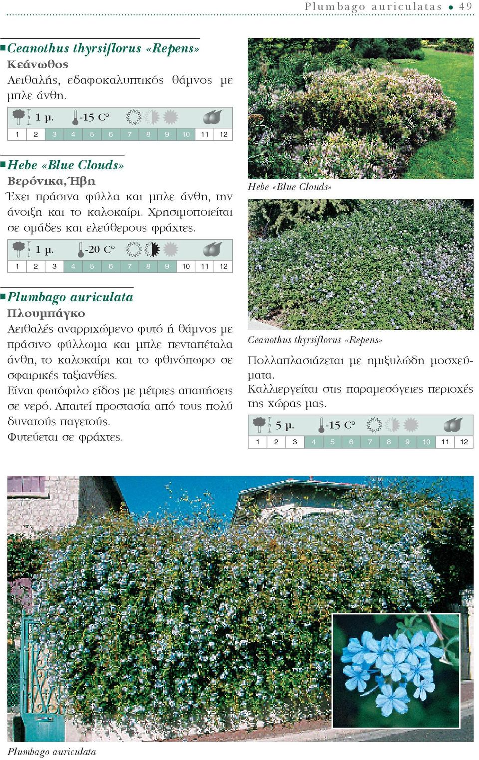 -20 C Plumbago auriculata Πλουμπάγκο Αειθαλές αναρριχώμενο φυτό ή θάμνος με πράσινο φύλλωμα και μπλε πενταπέταλα άνθη, το καλοκαίρι και το φθινόπωρο σε σφαιρικές ταξιανθίες.