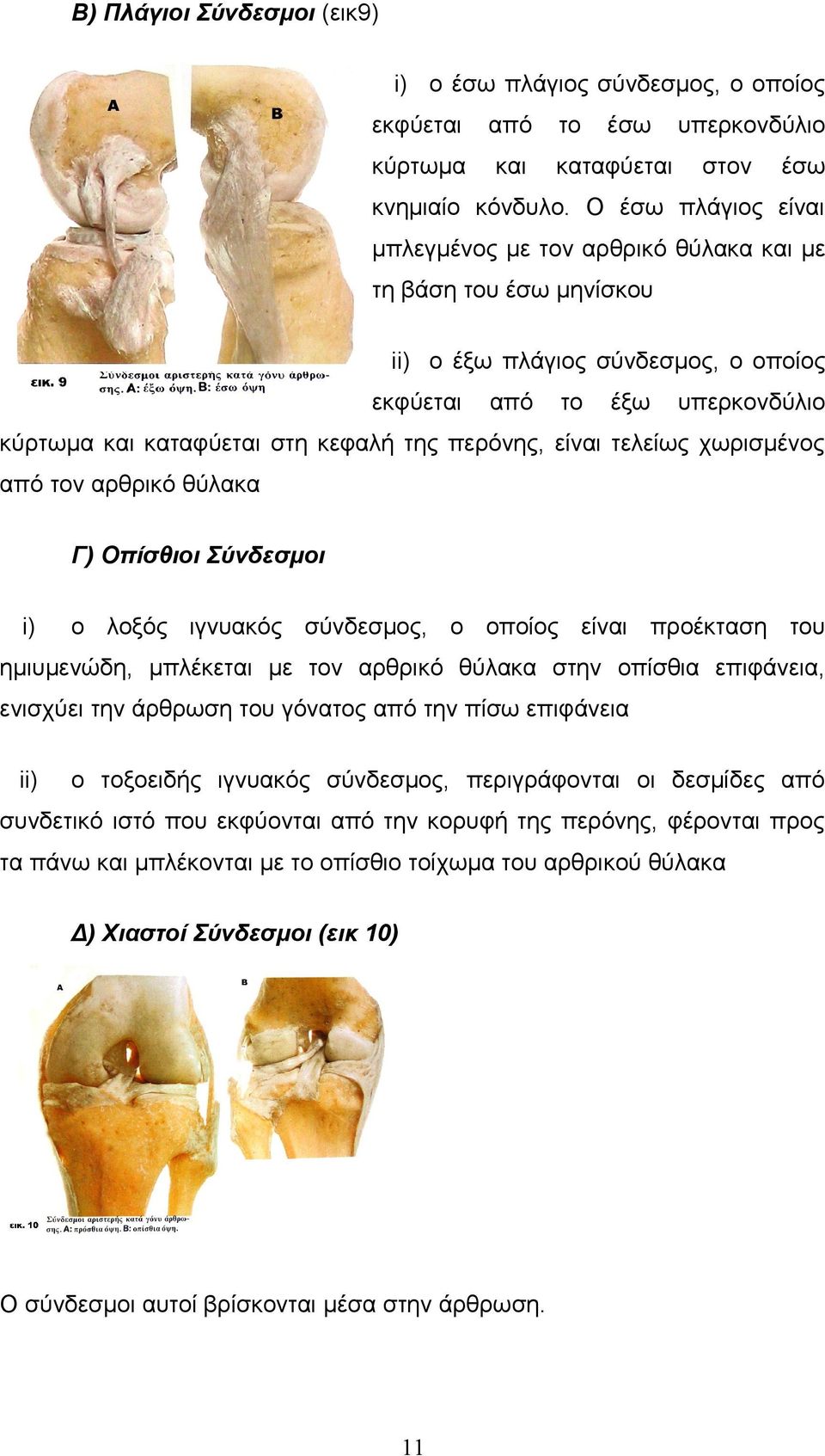 περόνης, είναι τελείως χωρισμένος από τον αρθρικό θύλακα Γ) Οπίσθιοι Σύνδεσμοι i) ο λοξός ιγνυακός σύνδεσμος, ο οποίος είναι προέκταση του ημιυμενώδη, μπλέκεται με τον αρθρικό θύλακα στην οπίσθια