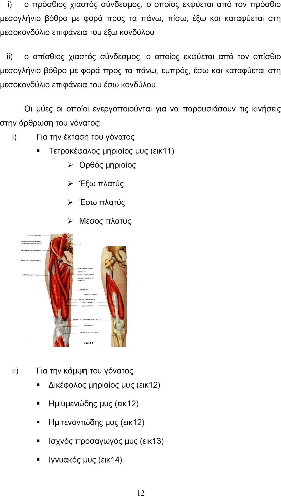 οι οποίοι ενεργοποιούνται για να παρουσιάσουν τις κινήσεις στην άρθρωση του γόνατος: i) Για την έκταση του γόνατος Τετρακέφαλος μηριαίος μυς (εικ11) Ορθός μηριαίος Έξω πλατύς Έσω