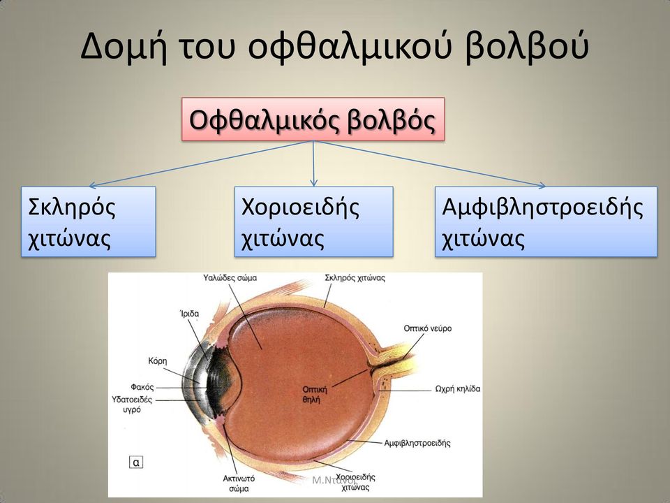 χιτώνας Χοριοειδής χιτώνας