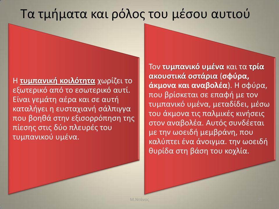 Τον τυμπανικό υμένα και τα τρία ακουστικά οστάρια (σφύρα, άκμονα και αναβολέα).