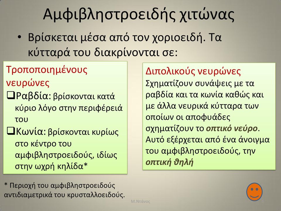 στο κέντρο του αμφιβληστροειδούς, ιδίως στην ωχρή κηλίδα* Διπολικούς νευρώνες Σχηματίζουν συνάψεις με τα ραβδία και τα κωνία καθώς και με