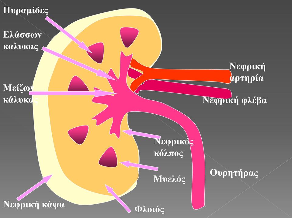 κάλυκας Νεφρικός