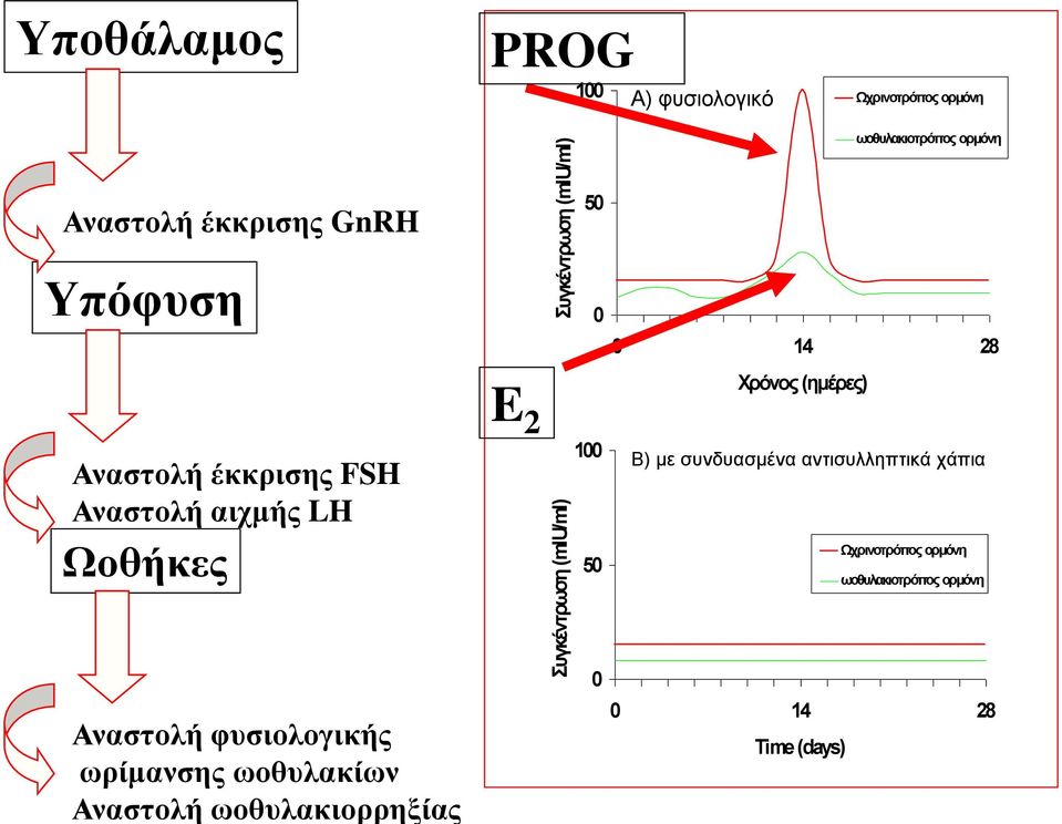 ωοθυλακιορρηξίας E 2 Συγκέντρωση (miu/ml) Συγκέντρωση (miu/ml) ωοθυλακιοτρόπος ορμόνη 50 0 0 14 28