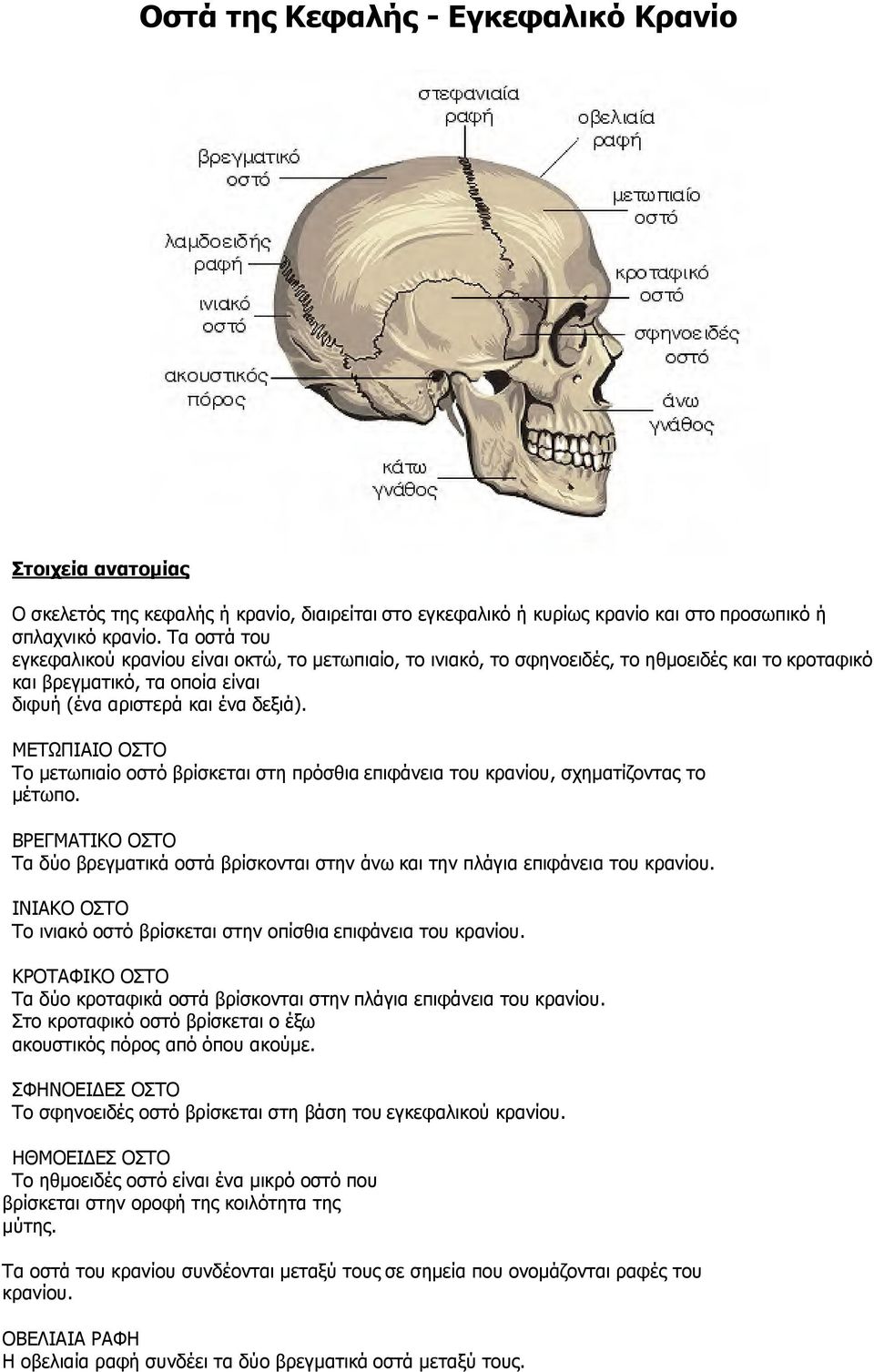 ΜΕΤΩΠΙΑΙΟ ΟΣΤΟ Το µετωπιαίο οστό βρίσκεται στη πρόσθια επιφάνεια του κρανίου, σχηµατίζοντας το µέτωπο. ΒΡΕΓΜΑΤΙΚΟ ΟΣΤΟ Τα δύο βρεγµατικά οστά βρίσκονται στην άνω και την πλάγια επιφάνεια του κρανίου.