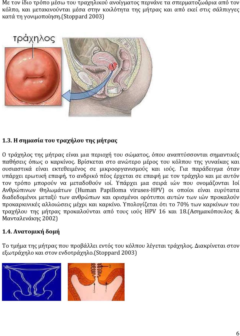 Βρίσκεται στο ανώτερο μέρος του κόλπου της γυναίκας και ουσιαστικά είναι εκτεθειμένος σε μικροοργανισμούς και ιούς.