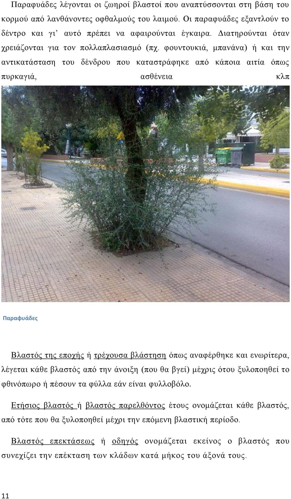 φουντουκιά, μπανάνα) ή και την αντικατάσταση του δένδρου που καταστράφηκε από κάποια αιτία όπως πυρκαγιά, ασθένεια κλπ Παραφυάδες Βλαστός της εποχής ή τρέχουσα βλάστηση όπως αναφέρθηκε και ενωρίτερα,