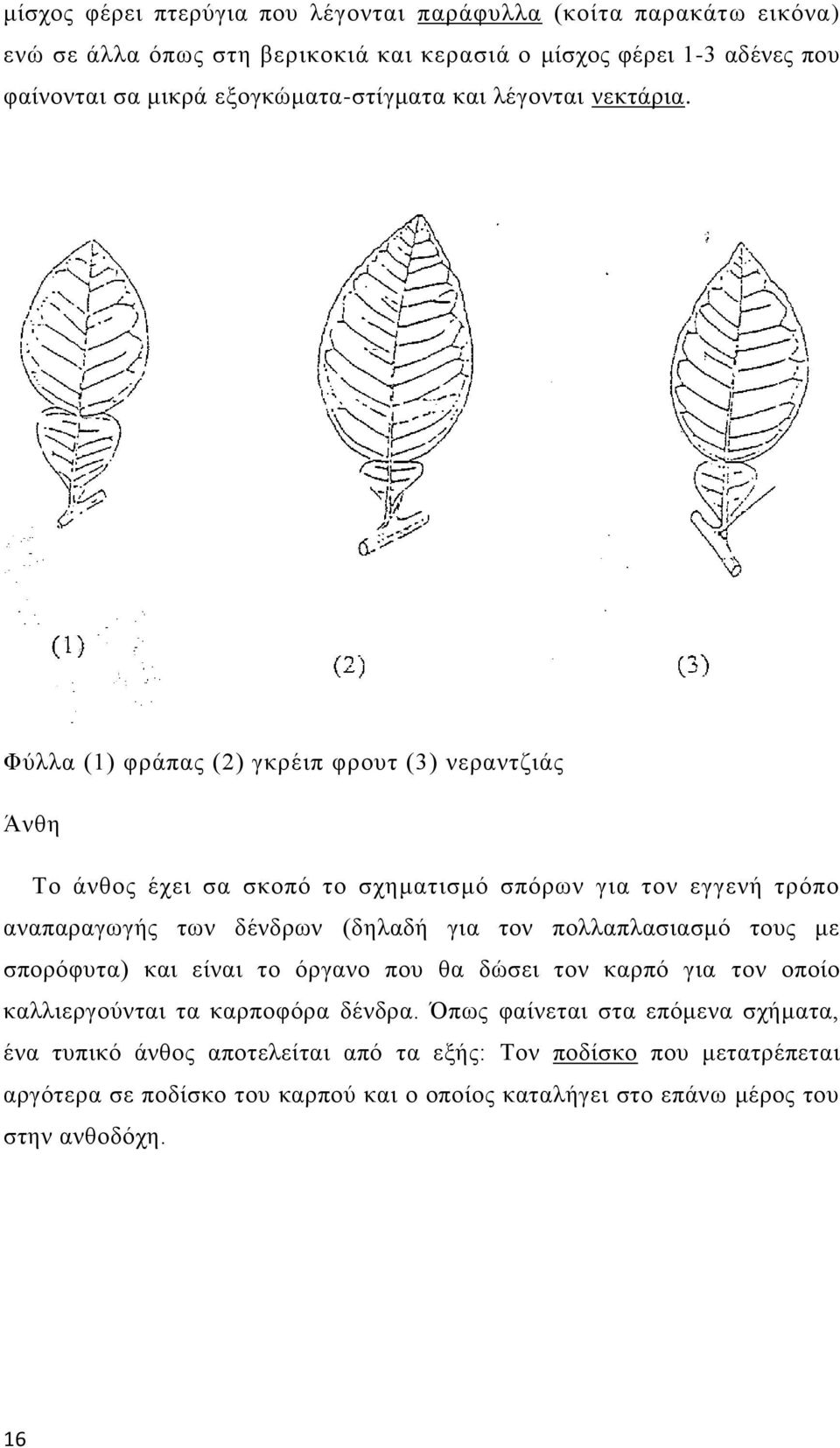 Φύλλα (1) φράπας (2) γκρέιπ φρουτ (3) νεραντζιάς Άνθη Το άνθος έχει σα σκοπό το σχηματισμό σπόρων για τον εγγενή τρόπο αναπαραγωγής των δένδρων (δηλαδή για τον
