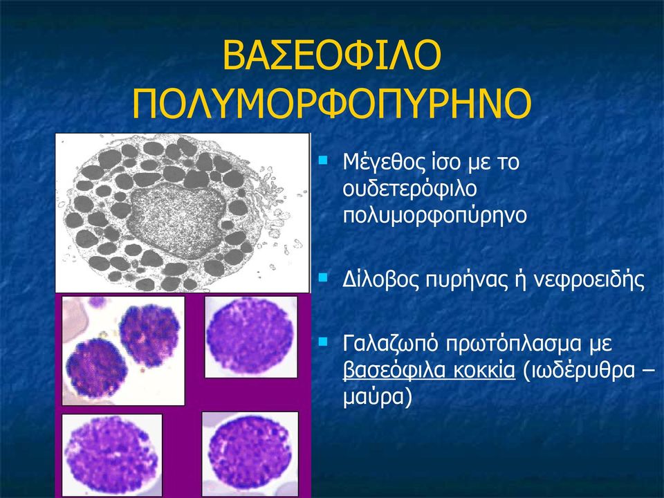 Δίλοβος πυρήνας ή νεφροειδής Γαλαζωπό