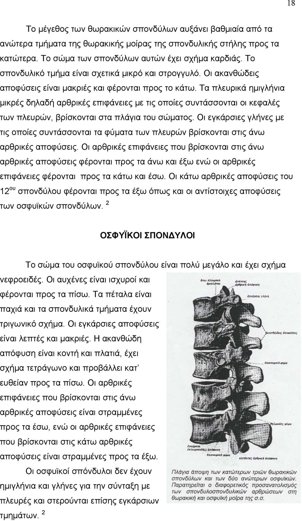 Τα πλευρικά ημιγλήνια μικρές δηλαδή αρθρικές επιφάνειες με τις οποίες συντάσσονται οι κεφαλές των πλευρών, βρίσκονται στα πλάγια του σώματος.