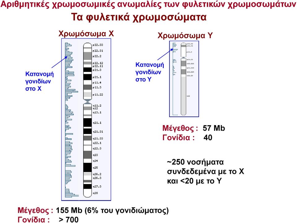 Κατανομή γονιδίων στο Υ Μέγεθος : 57 Μb Γονίδια : 40 ~250 νοσήματα
