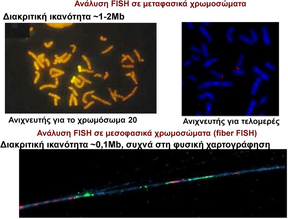 τελομερές Ανάλυση FISH σε μεσοφασικά χρωμοσώματα (fiber