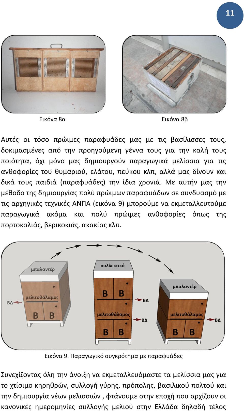 Με αυτήν μας την μέθοδο της δημιουργίας πολύ πρώιμων παραφυάδων σε συνδυασμό με τις αρχηγικές τεχνικές ΑΝΠΑ (εικόνα 9) μπορούμε να εκμεταλλευτούμε παραγωγικά ακόμα και πολύ πρώιμες ανθοφορίες όπως