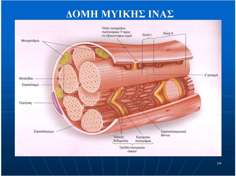 INΑΣ 14