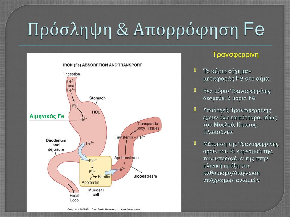 Μυελού, Ηπατος, Πλακούντα Μέτρηση της Τρανσφερρίνης ορού, του % κορεσμού της,