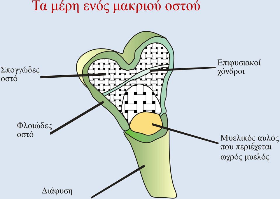 χόνδροι Φλοιώδες οστό Μυελικός