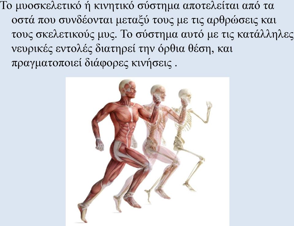 σκελετικούς μυς.