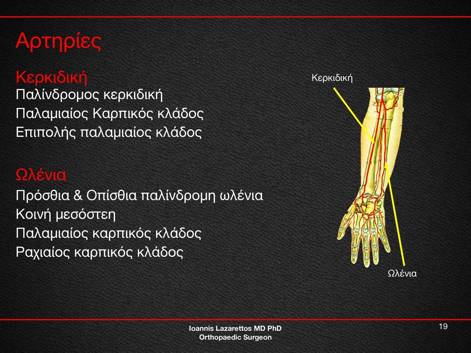 Ωλένια Πρόσθια & Οπίσθια παλίνδρομη ωλένια Κοινή