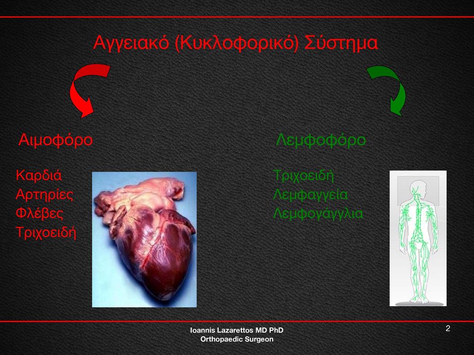 Αρτηρίες Φλέβες Τριχοειδή