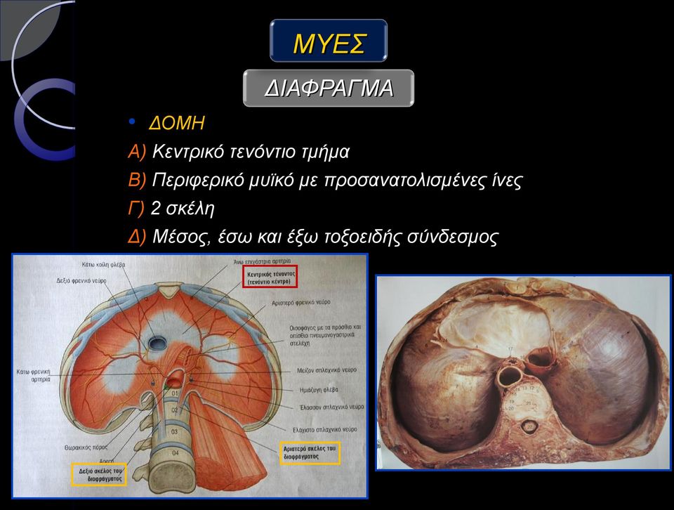 με προσανατολισμένες ίνες Γ) 2 σκέλη