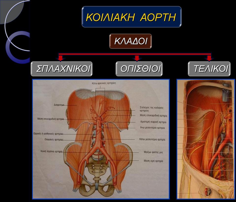 ΣΠΛΑΧΝΙΚΟΙ