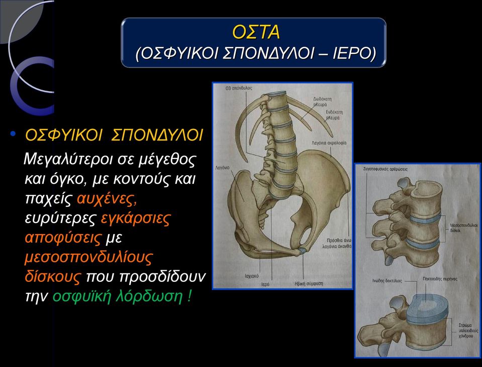 παχείς αυχένες, ευρύτερες εγκάρσιες αποφύσεις με