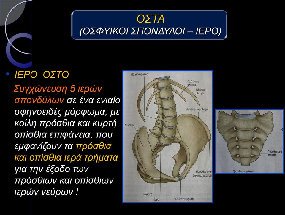 και κυρτή οπίσθια επιφάνεια, που εμφανίζουν τα πρόσθια και