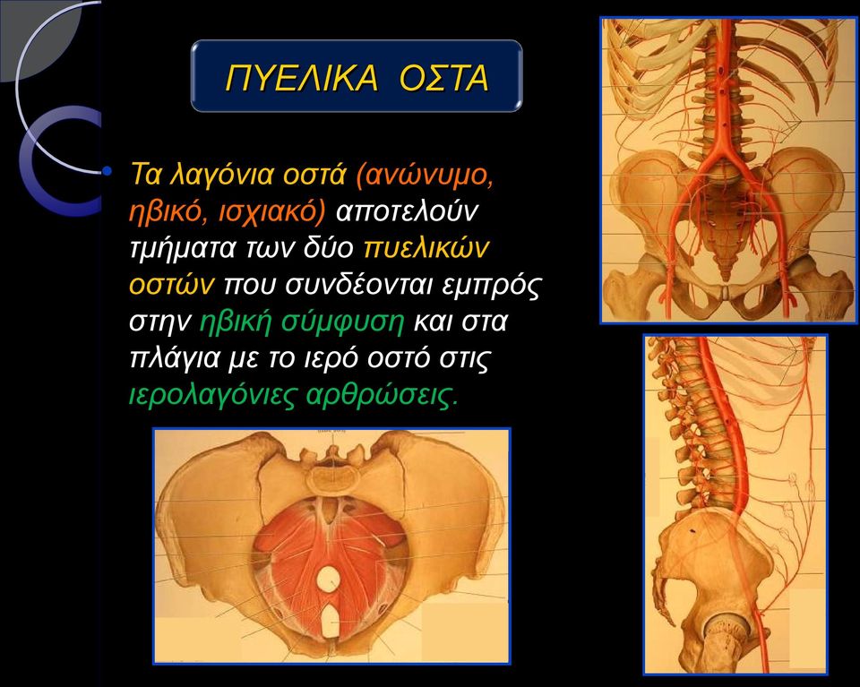 οστών που συνδέονται εμπρός στην ηβική σύμφυση