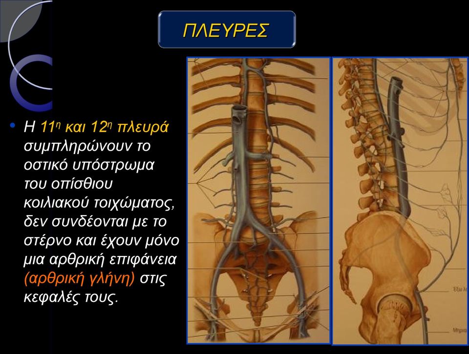 τοιχώματος, δεν συνδέονται με το στέρνο και