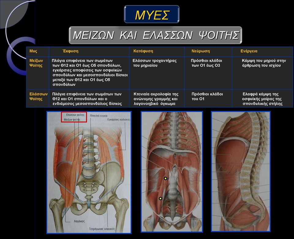 κλάδοι των Ο1 έως Ο3 Κάμψη του μηρού στην άρθρωση του ισχίου Ελάσσων Ψοϊτης Πλάγια επιφάνεια των σωμάτων των Θ12 και Ο1 σπονδύλων και ο ενδιάμεσος
