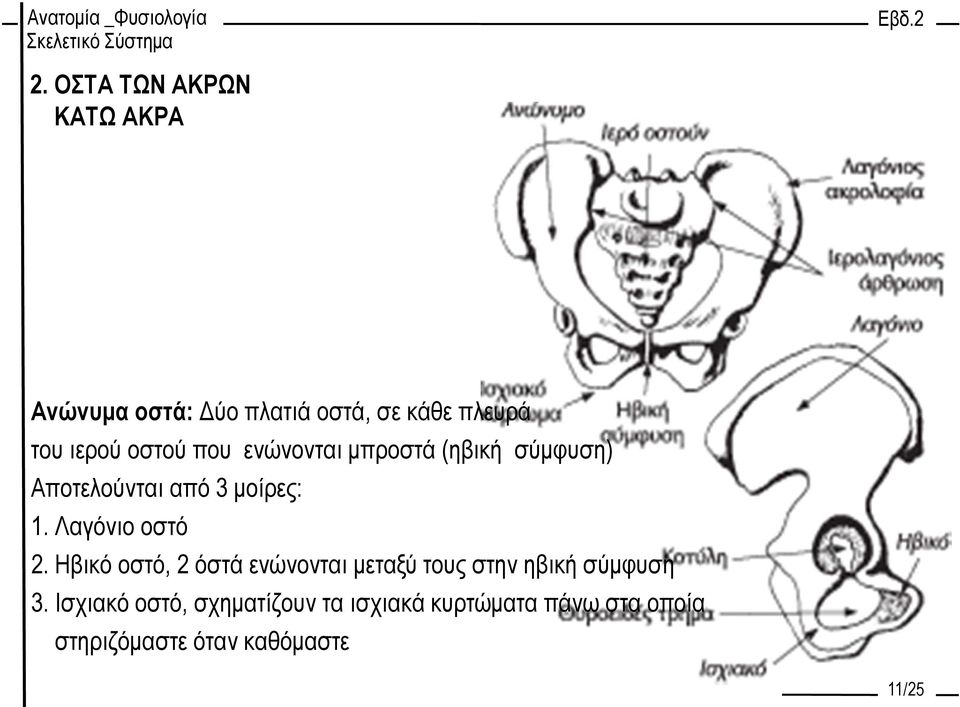 Ηβικό οστό, 2 όστά ενώνονται μεταξύ τους στην ηβική σύμφυση 3.