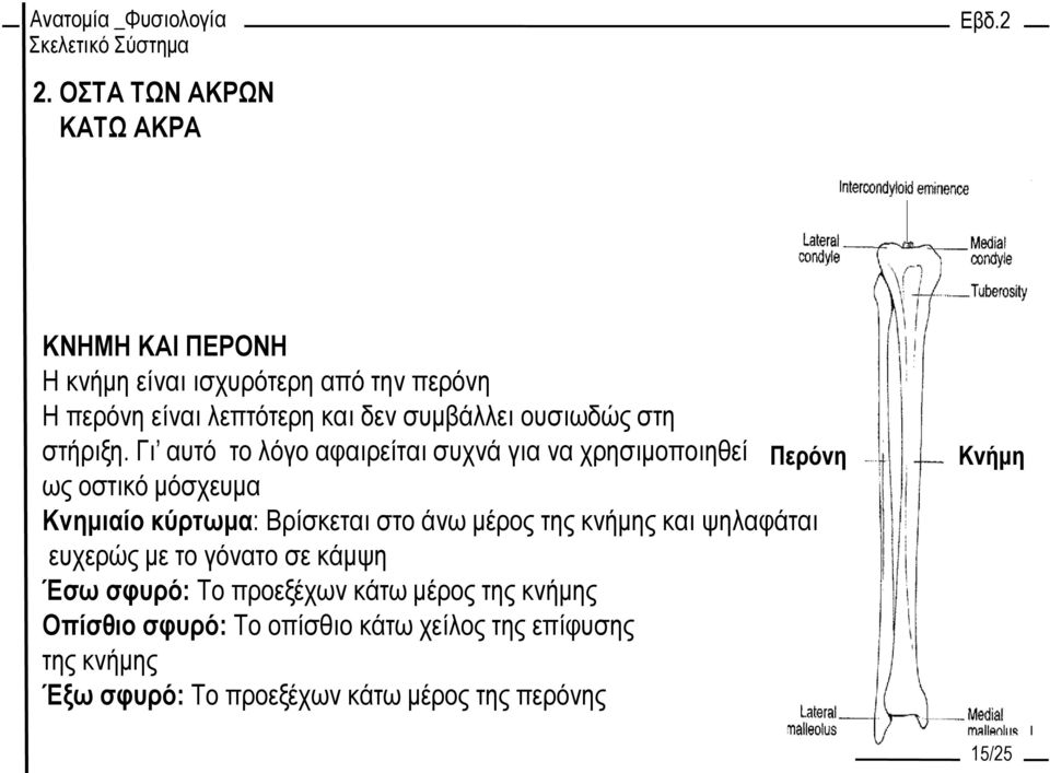 Γι αυτό το λόγο αφαιρείται συχνά για να χρησιμοποιηθεί Περόνη ως οστικό μόσχευμα Κνημιαίο κύρτωμα: Βρίσκεται στο άνω