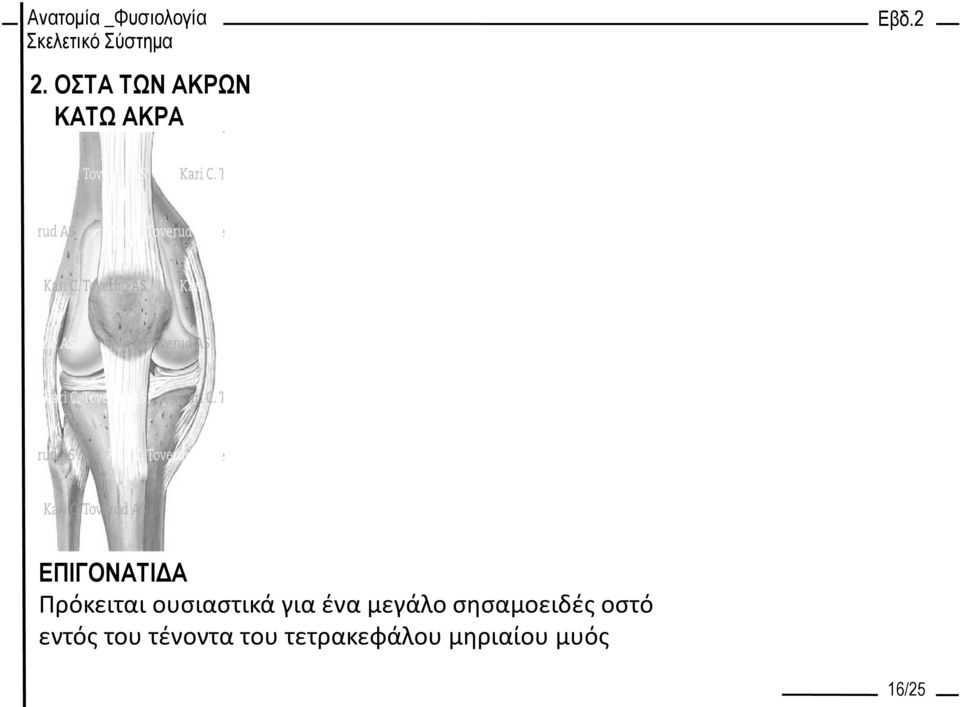 σησαμοειδές οστό εντός του