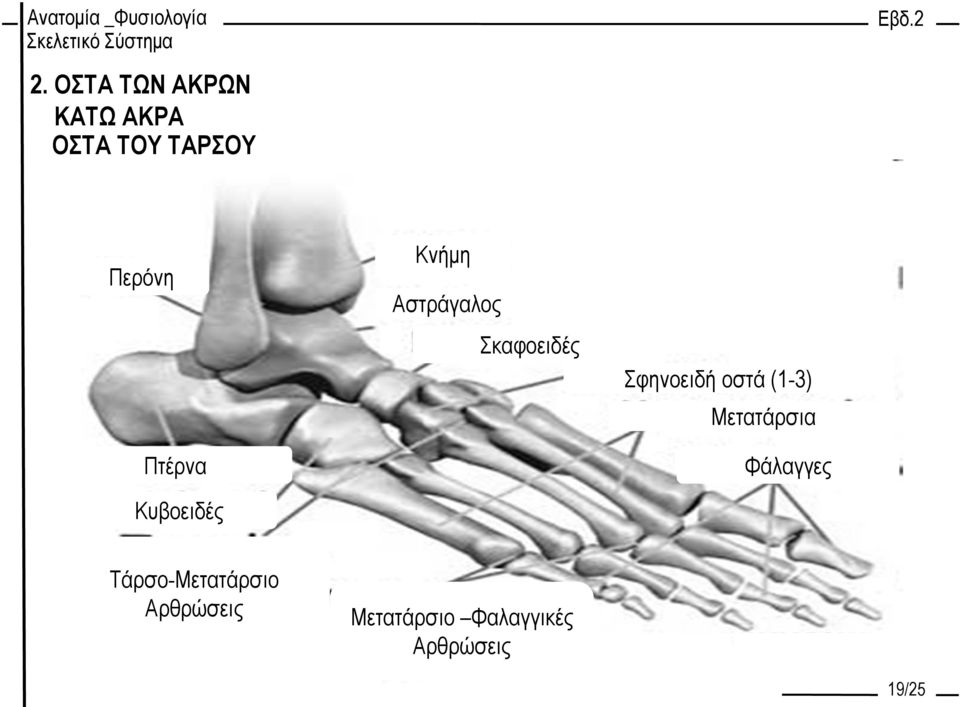 Σφηνοειδή οστά (1-3) Μετατάρσια Φάλαγγες