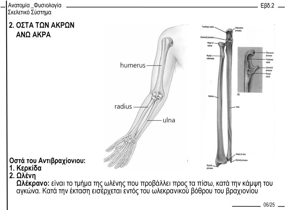 προς τα πίσω, κατά την κάμψη του αγκώνα.