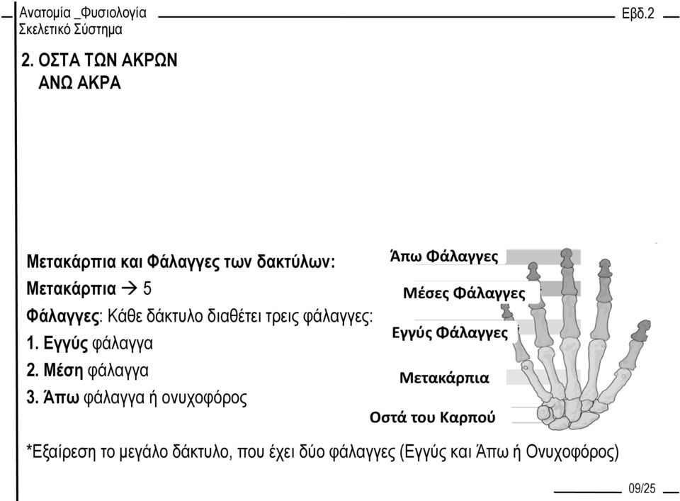 Άπω φάλαγγα ή ονυχοφόρος Άπω Φάλαγγες Μέσες Φάλαγγες Εγγύς Φάλαγγες Μετακάρπια