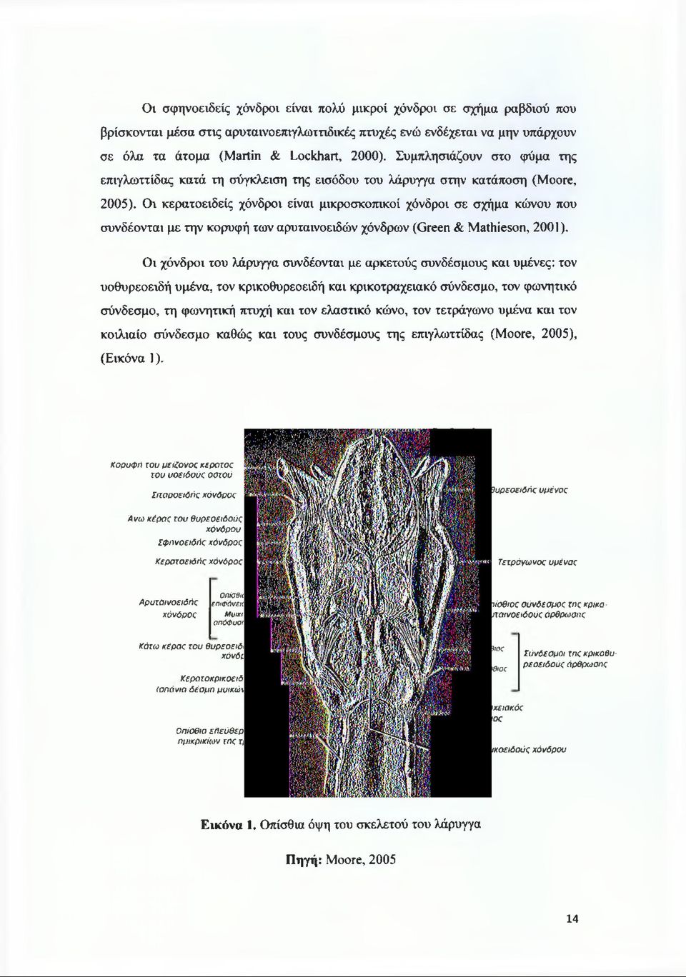 Οι κερατοειδείς χόνδροι είναι μικροσκοπικοί χόνδροι σε σχήμα κώνου που συνδέονται με την κορυφή των αρυταινοειδών χόνδρων (Green & Mathieson, 2001).