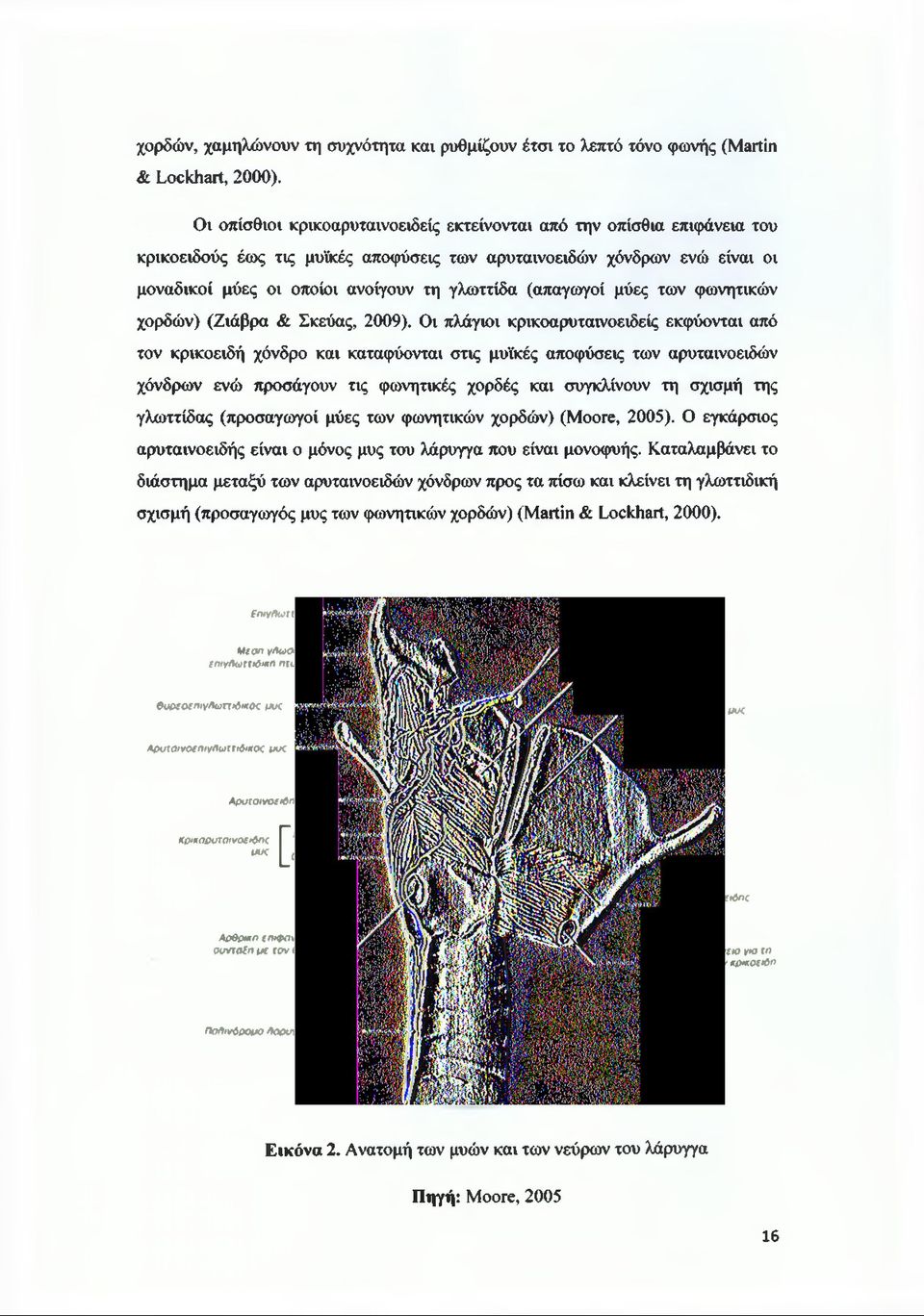(απαγωγοί μύες των φωνητικών χορδών) (Ζιάβρα & Σκεύας, 2009).