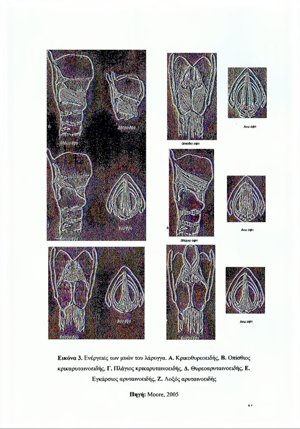 Οπίσθιος κρικαρυταινοειδής, Γ. Πλάγιος κρικαρυταινοειδής, Δ.