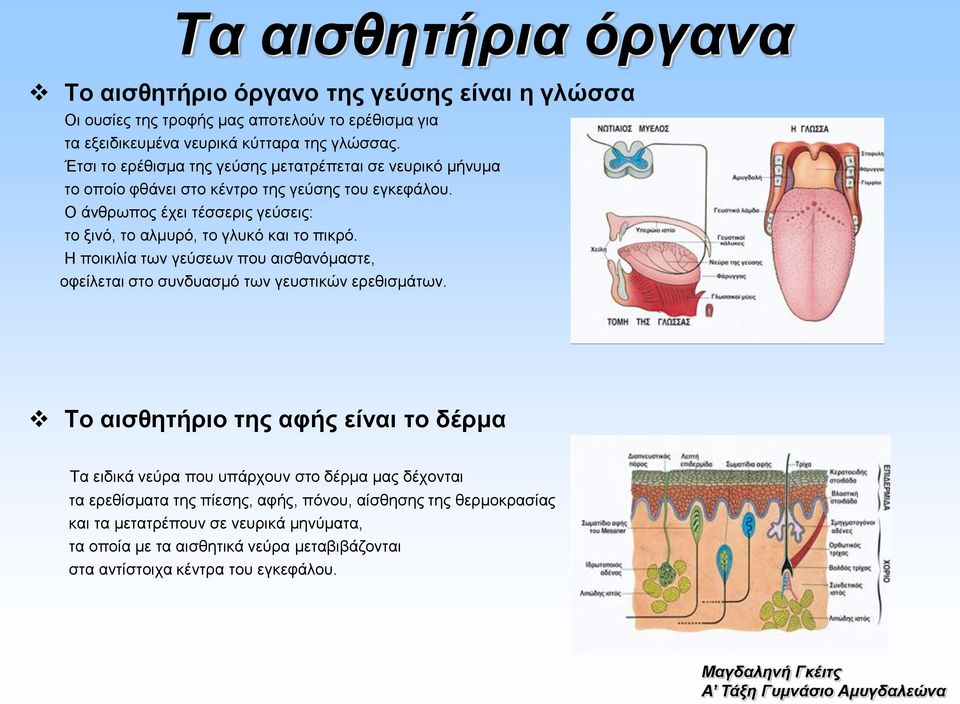 Ο άνθρωπος έχει τέσσερις γεύσεις: το ξινό, το αλμυρό, το γλυκό και το πικρό. H ποικιλία των γεύσεων που αισθανόμαστε, οφείλεται στο συνδυασμό των γευστικών ερεθισμάτων.