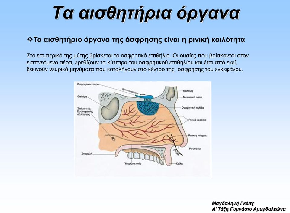 Οι ουσίες που βρίσκονται στον εισπνεόμενο αέρα, ερεθίζουν τα κύτταρα του