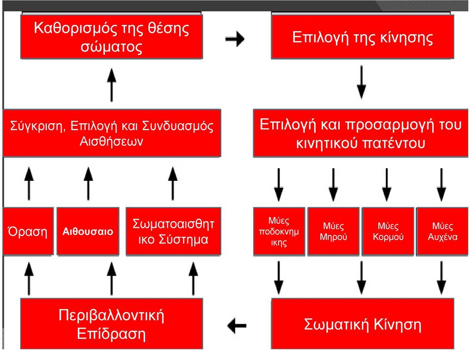 πατέντου Όραση Αιθουσαιο Σωματοαισθητ ικο Σύστημα Μύες ποδοκνημ