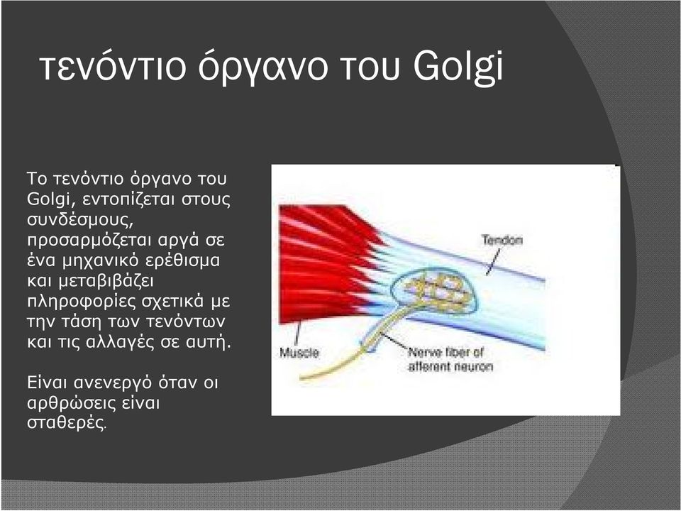 ερέθισμα και μεταβιβάζει πληροφορίες σχετικά με την τάση των