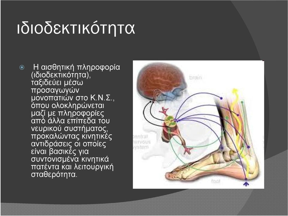 , όπου ολοκληρώνεται μαζί με πληροφορίες από άλλα επίπεδα του νευρικού