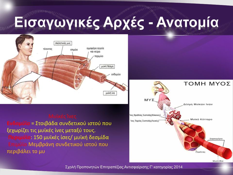 ίνες μεταξύ τους.