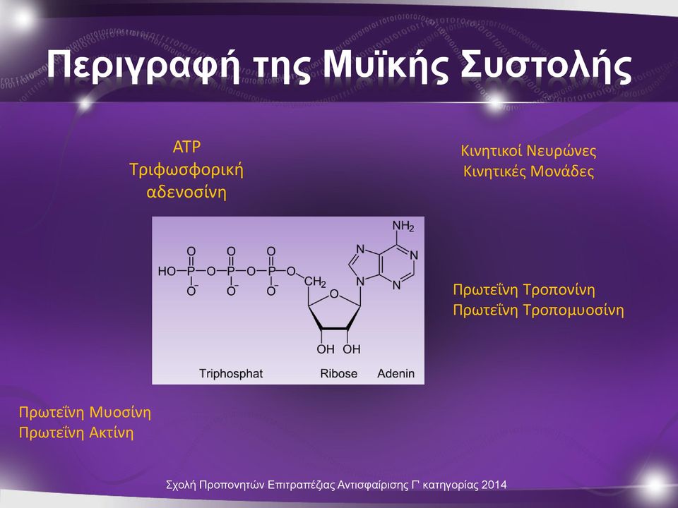 Κινητικές Μονάδες Πρωτεΐνη Τροπονίνη