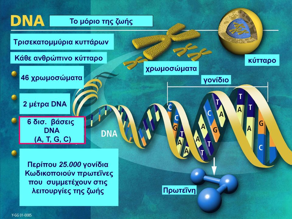 DNA 6 δισ. βάσεις DNA (Α, Τ, G, C) Περίπου 25.